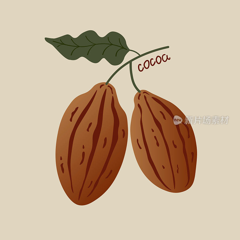 Cocoa. Hand drawn sketch cocoa beans, leaves sketch and cocoa tree. Organic product. Doodle sketch for café, shop, menu. Plant parts. For label, logo, emblem, symbol.Flat vector illustration